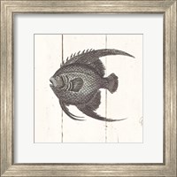 Framed Fish Sketches IV Shiplap