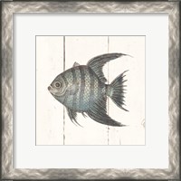 Framed 'Fish Sketches II Shiplap' border=