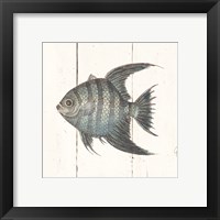 Framed 'Fish Sketches II Shiplap' border=