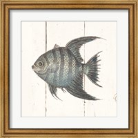 Framed Fish Sketches II Shiplap