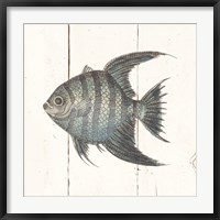 Framed Fish Sketches II Shiplap