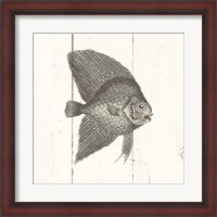 Framed Fish Sketches III Shiplap
