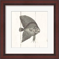 Framed Fish Sketches III Shiplap