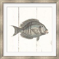 Framed Fish Sketches I Shiplap