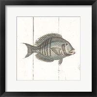 Framed Fish Sketches I Shiplap