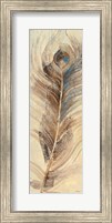 Framed Feather Study Single Feather