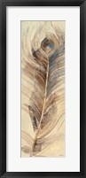 Framed Feather Study Single Feather