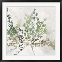 Framed Olive Branch