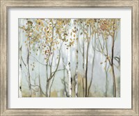 Framed Birch in the Fog II