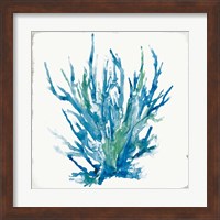 Framed 'Blue Coral I' border=
