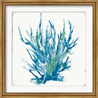 Framed Blue Coral I