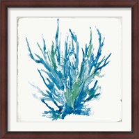 Framed Blue Coral I