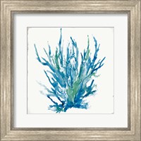 Framed Blue Coral I