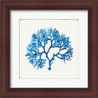 Framed Blue Coral II