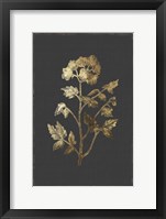 Botanical Gold on Black II Framed Print