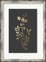 Framed Botanical Gold on Black IV
