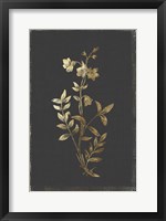 Framed Botanical Gold on Black IV
