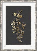 Framed Botanical Gold on Black IV