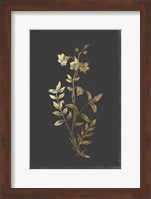 Framed Botanical Gold on Black IV