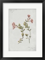 Framed Botanical I