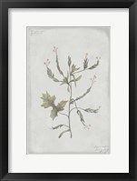 Framed Botanical II