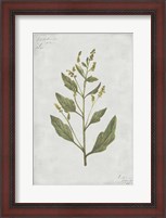 Framed Botanical III