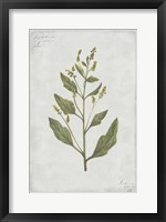 Framed Botanical III