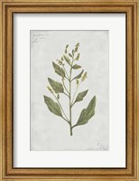 Framed Botanical III