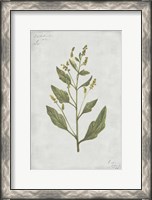 Framed Botanical III