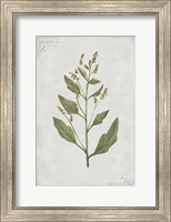 Framed Botanical III