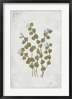 Framed Botanical IV