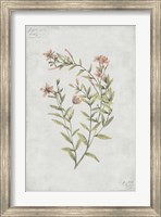 Framed Botanical V