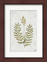 Framed Botanical VI