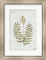 Framed Botanical VI