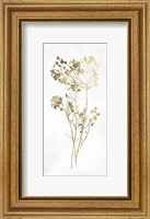 Framed Gold Botanical II