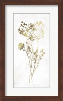 Framed Gold Botanical II