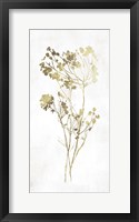 Framed Gold Botanical II