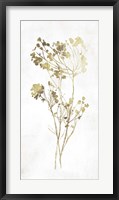 Framed Gold Botanical II