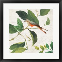 Singing Bird I Framed Print