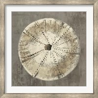 Framed Sand Dollar IB