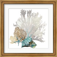 Framed Coral