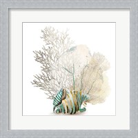 Framed Coral II