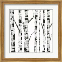 Framed White Birch