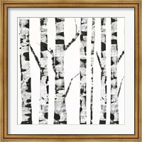 Framed White Birch