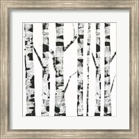 Framed White Birch