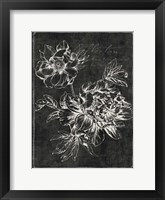 Black Botanical I Framed Print
