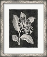 Framed Black Botanical II