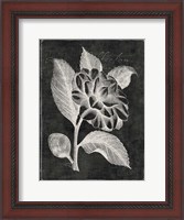 Framed Black Botanical II