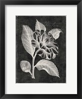 Framed Black Botanical II