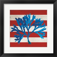 Marine Coral II Framed Print